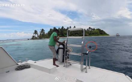 渔船救起, 吸引路过的, 年潜水经历